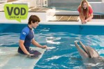 dolphin-tale-2-VOD